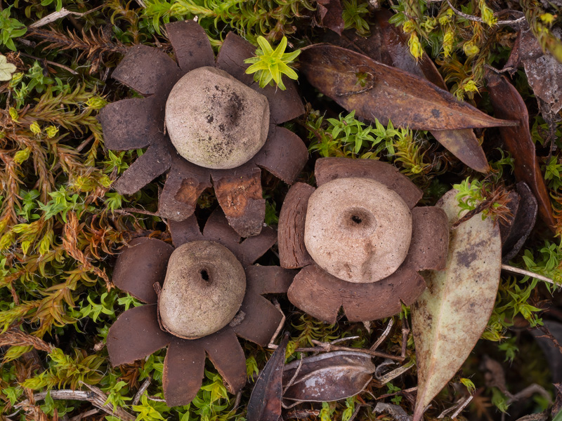 Geastrum granulosum